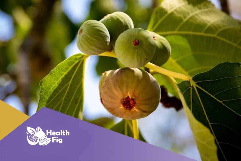 Iranian Dried Figs