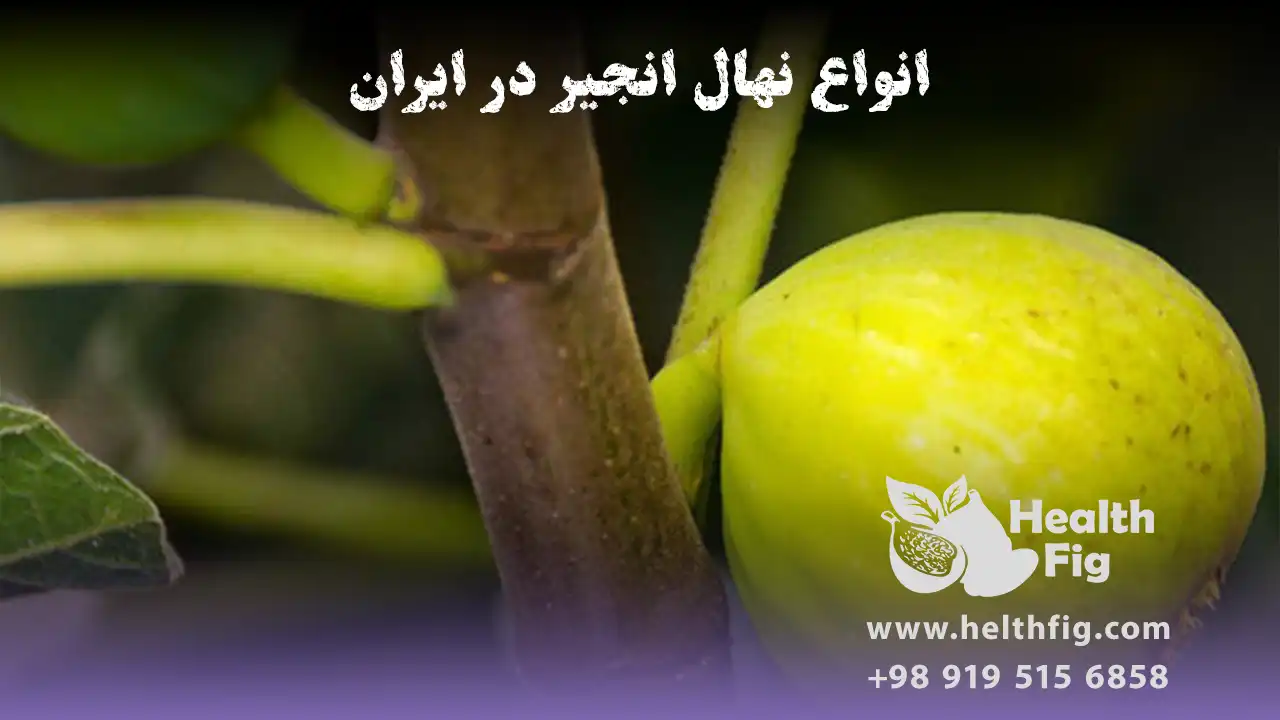 انواع نهال انجیر در ایران
