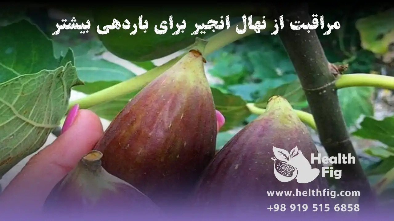 مراقبت از نهال انجیر برای باردهی بیشتر