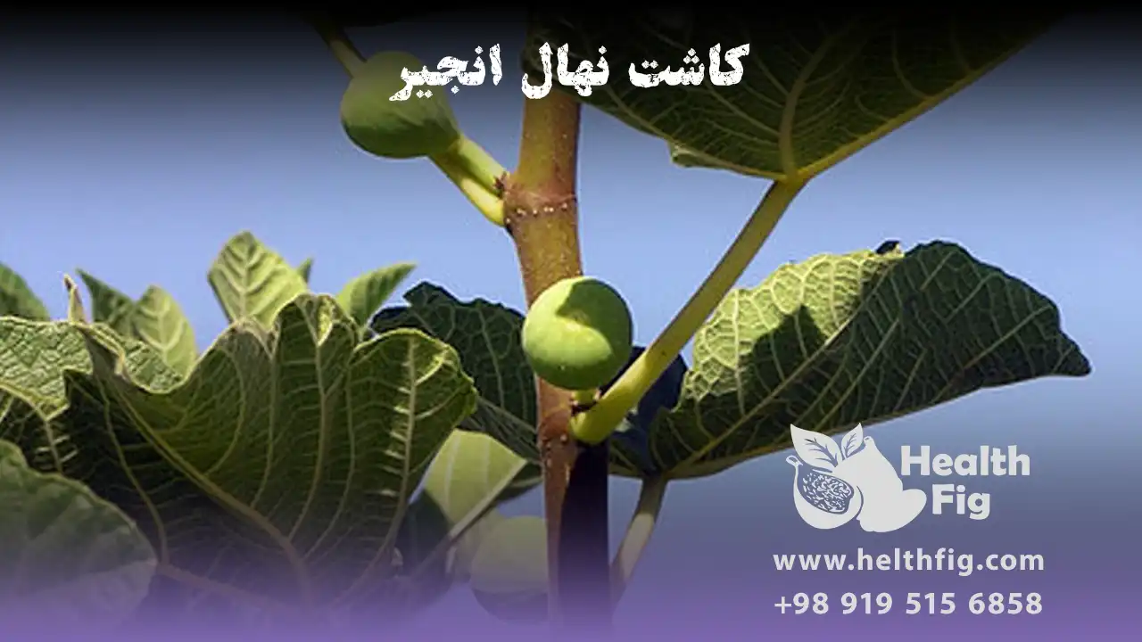 کاشت نهال انجیر