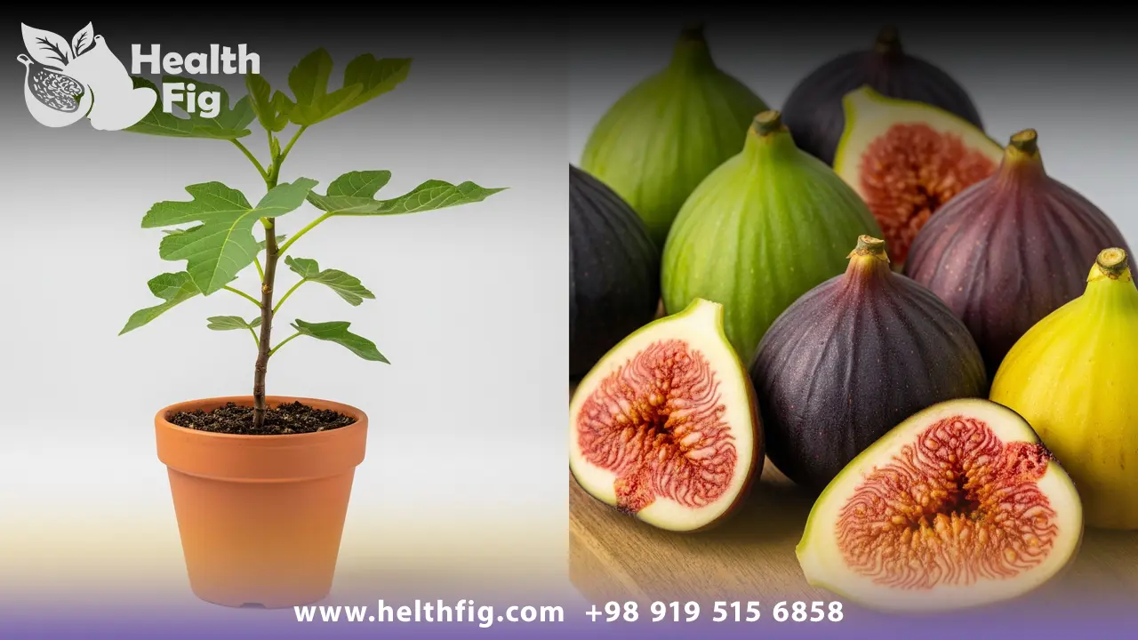 مقایسه انواع نهال انجیر سالم و میوه‌های مختلف آن برای کمک به انتخاب بهترین نهال