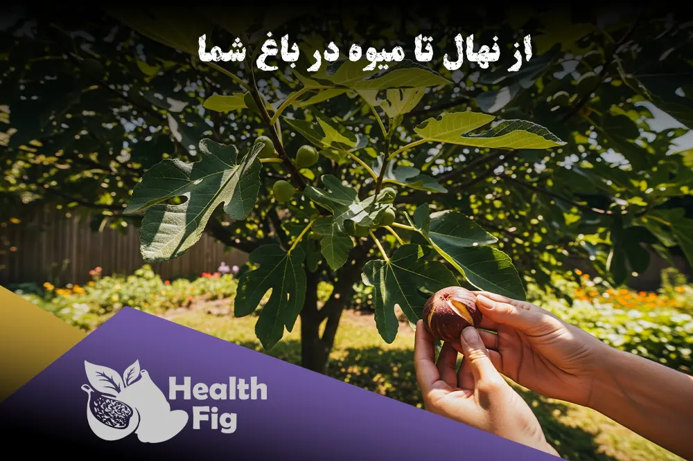 راهنمای کامل پرورش درخت انجیر از کاشت نهال تا برداشت میوه در باغچه