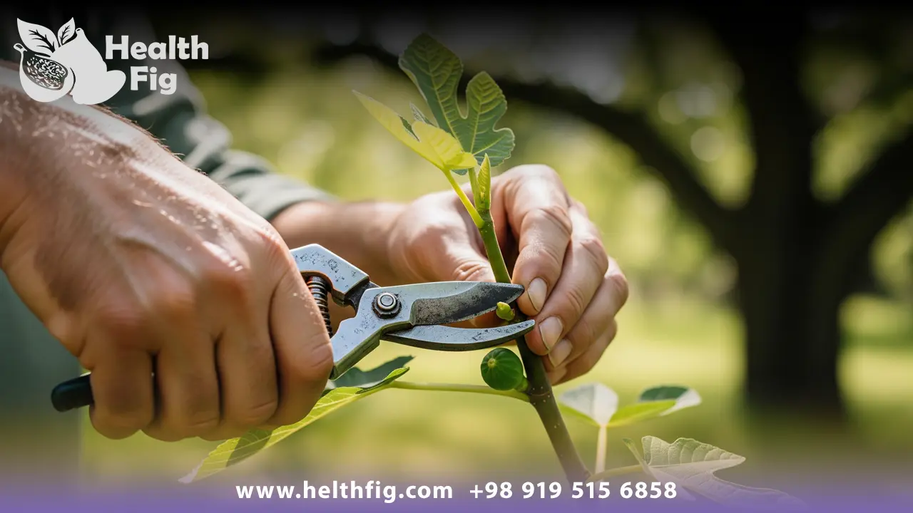 باغبانی در حال هرس اصولی درخت انجیر برای کمک به رشد و باردهی بهتر آن