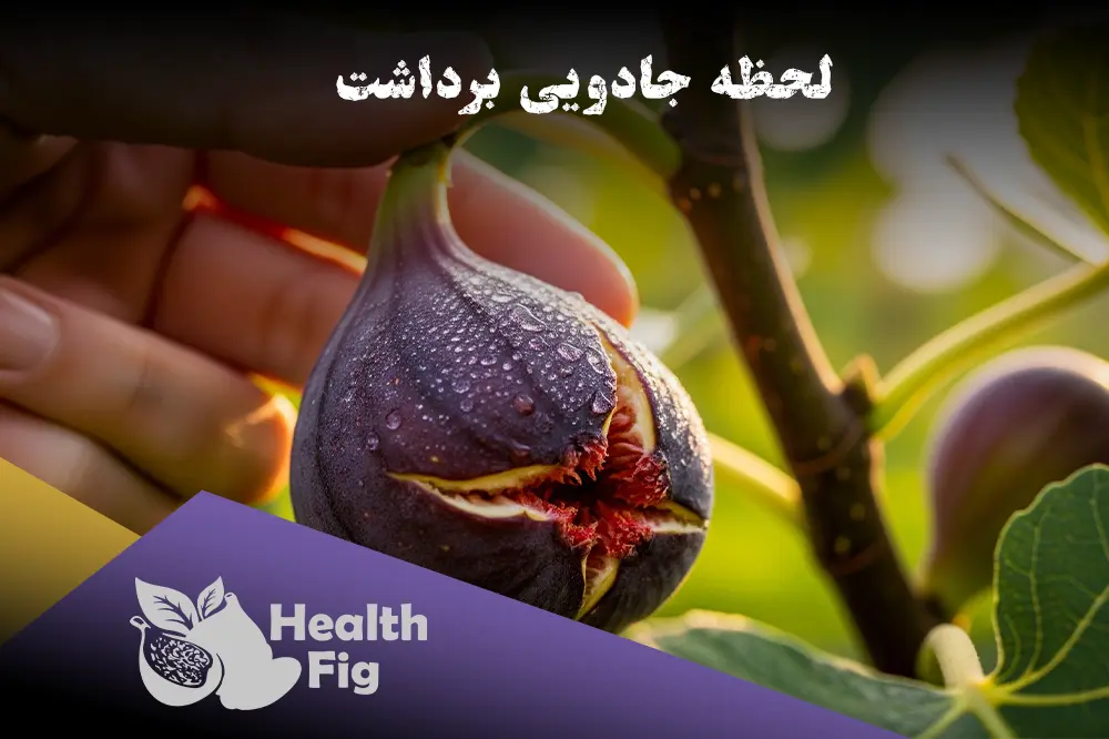 دست در حال چیدن یک انجیر کاملا رسیده و شیرین از شاخه درخت